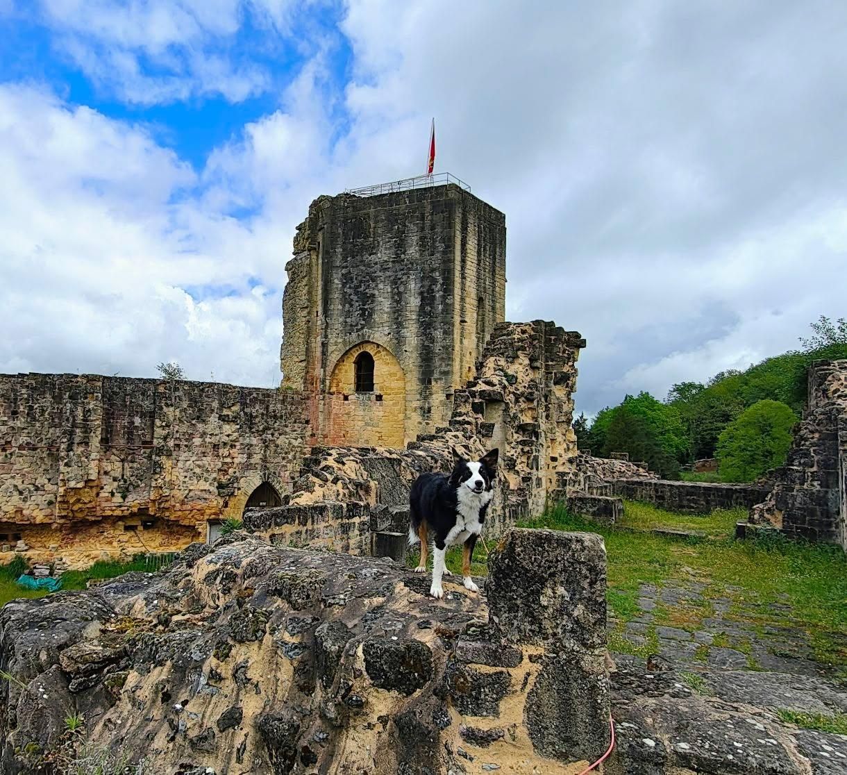 château de carlux chien accepté