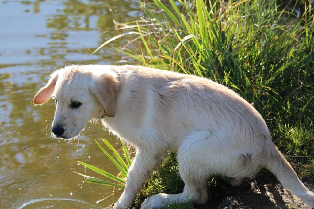 Chien et chaleur en vacances : comment prévenir le coup de chaleur