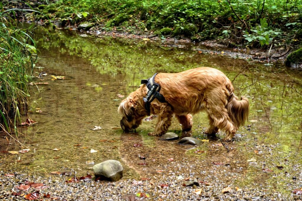 Chien et chaleur en vacances conseil prévenir le coup de chaleur