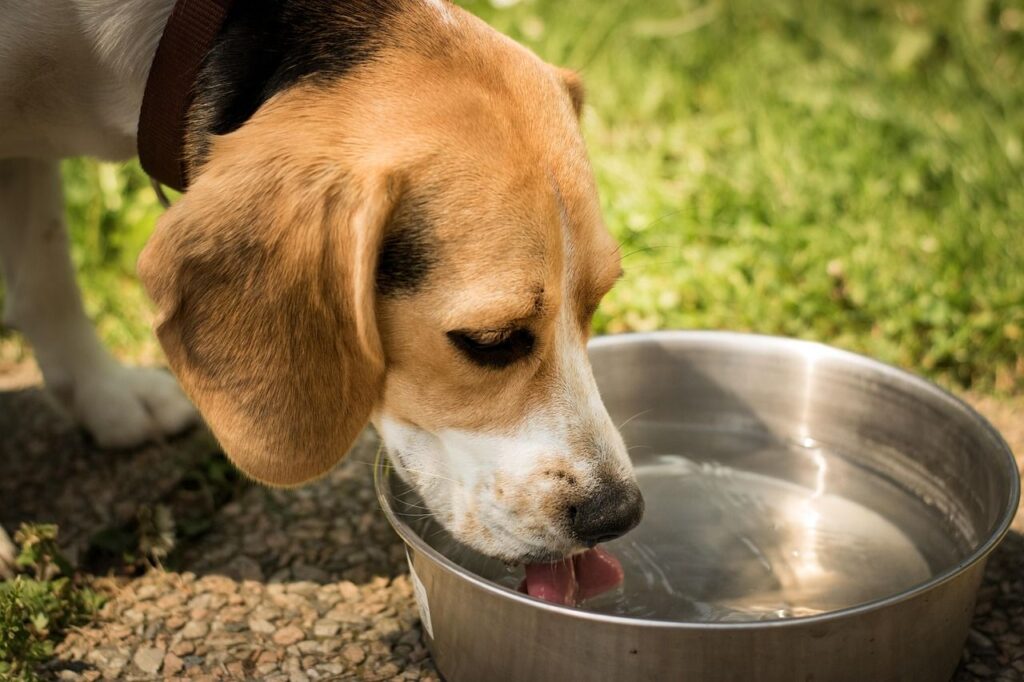 Chien et chaleur en vacances prévenir le coup de chaleur