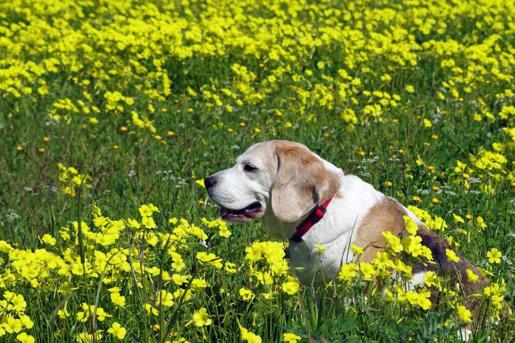 Voyager avec un chien âgé : le guide complet pour des vacances sereines avec votre chien senior