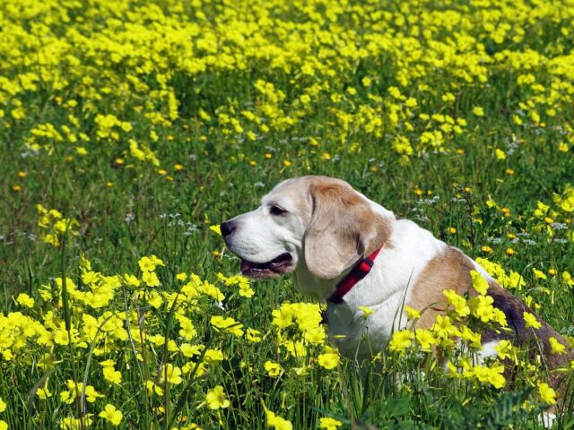 Voyager avec un chien âgé : le guide complet pour des vacances sereines avec votre chien senior