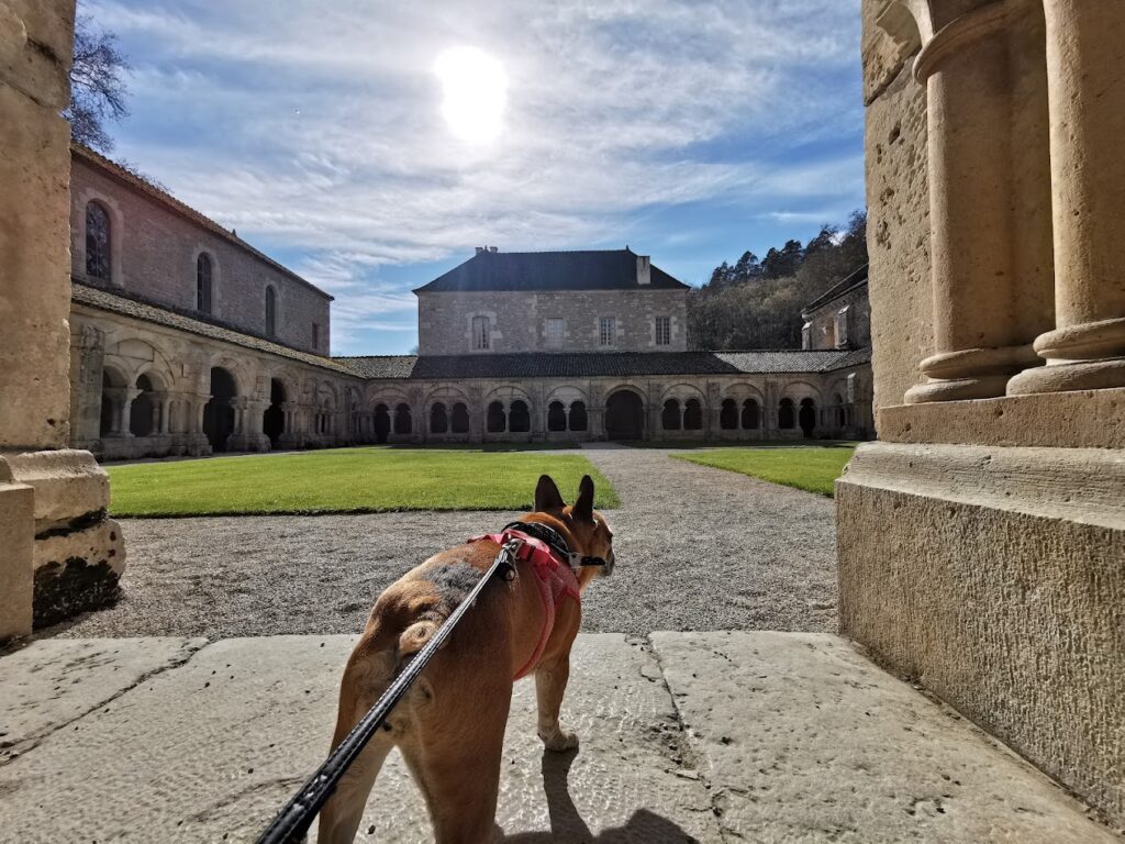 côte d'or avec chien activité dogfriendly