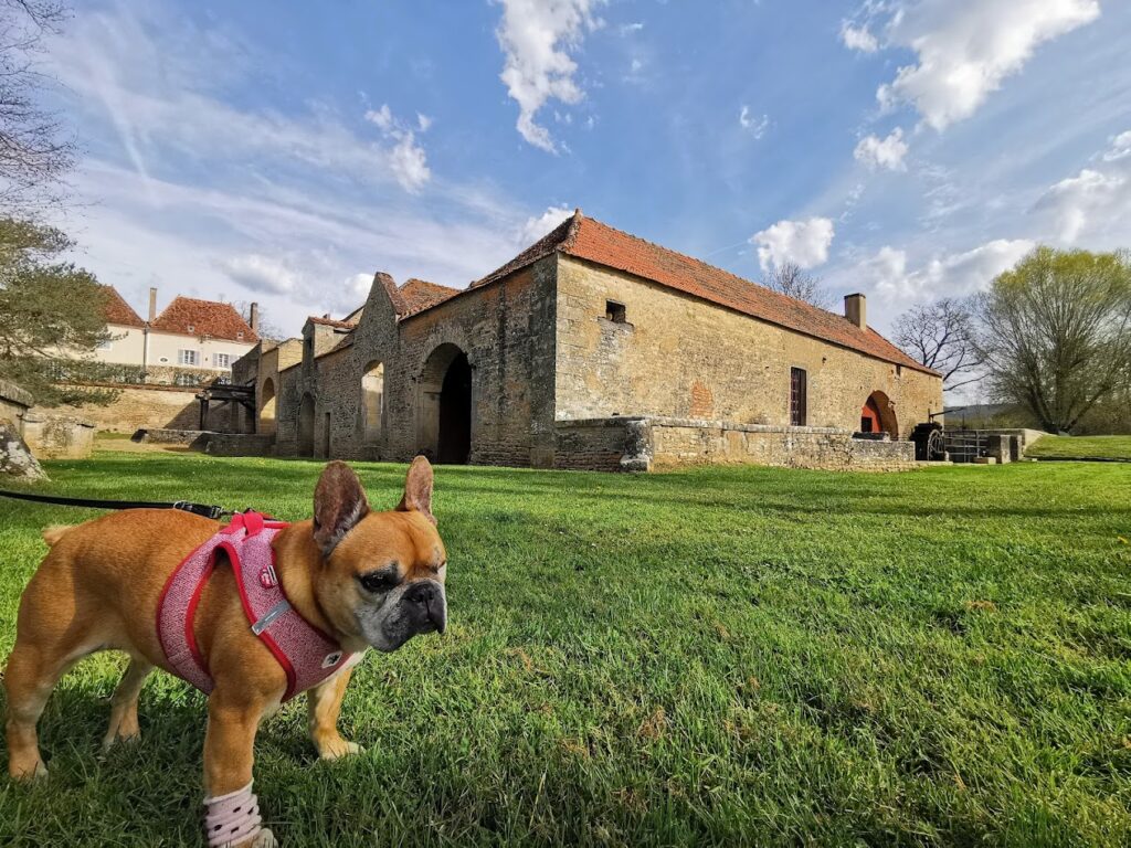La Côte-d&rsquo;Or avec son chien : le guide des lieux incontournables dogfriendly