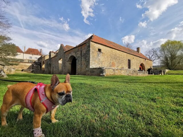 La Côte-d&rsquo;Or avec son chien : le guide des lieux incontournables dogfriendly
