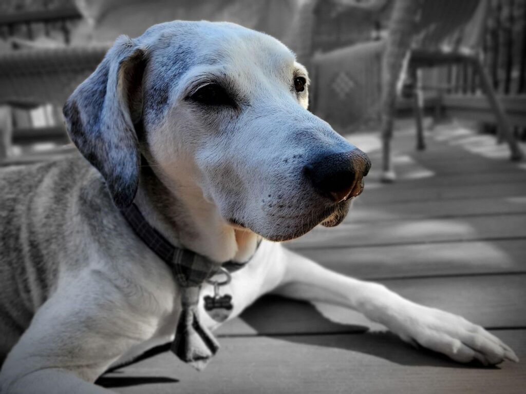 voyager avec un chien âgé