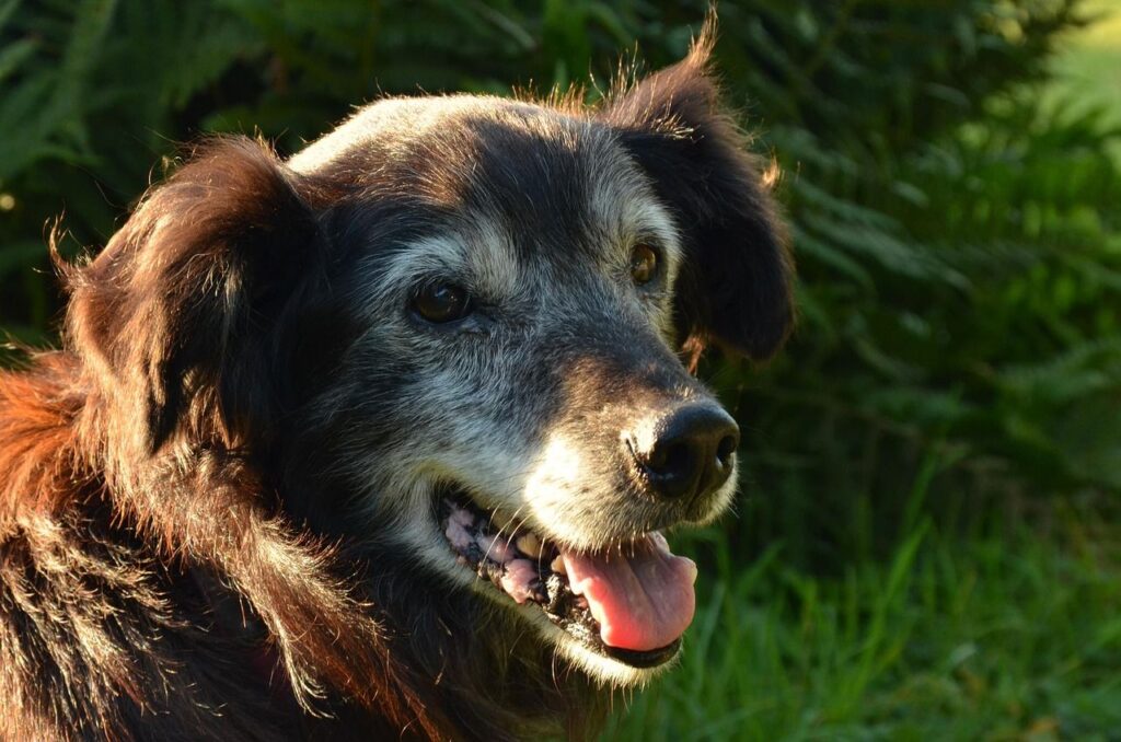 voyager avec un chien âgé conseils