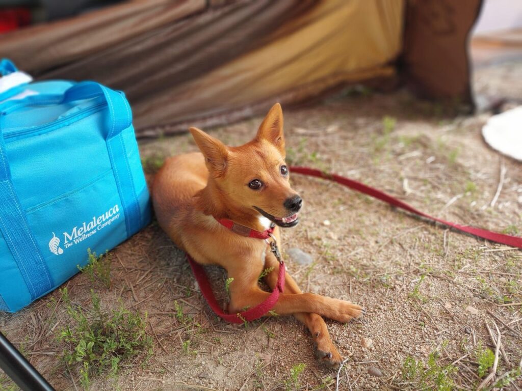 Camper avec son chien dans les Gorges du Verdon : comment choisir le bon camping ?