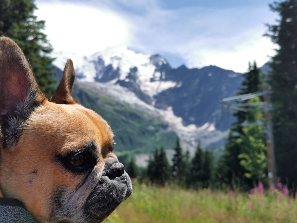 destinations dog-friendly France vacances avec chien montagne