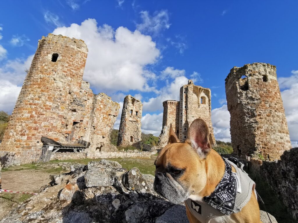 Top 20 des destinations dog-friendly en France