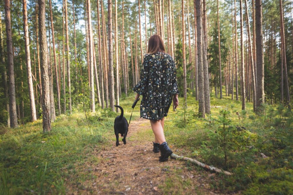 Promenades en forêt : pourquoi tenir son chien en laisse jusqu’au 30 juin est essentiel
