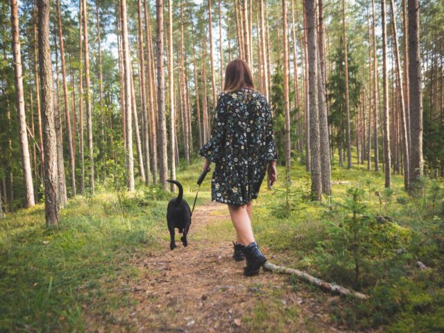 Promenades en forêt : pourquoi tenir son chien en laisse jusqu’au 30 juin est essentiel