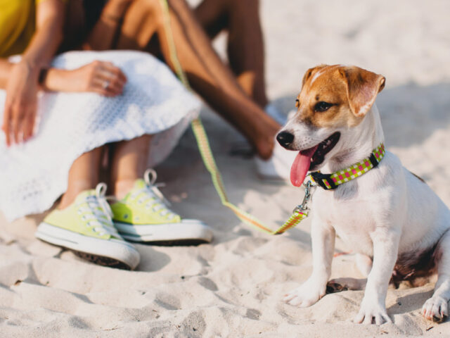 Comment préparer vos vacances en camping avec un chien ?
