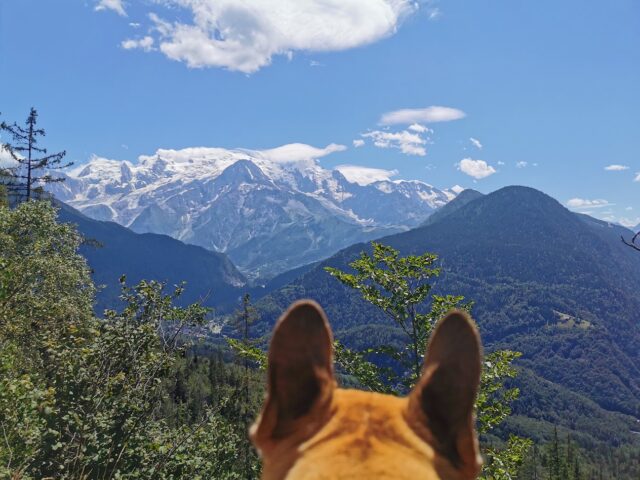 Où partir avec son chien quand il fait chaud ? Les meilleures destinations fraîcheur en France