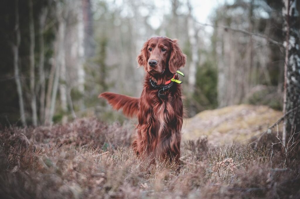 Excursion avec son chien : bien gérer les pauses eau