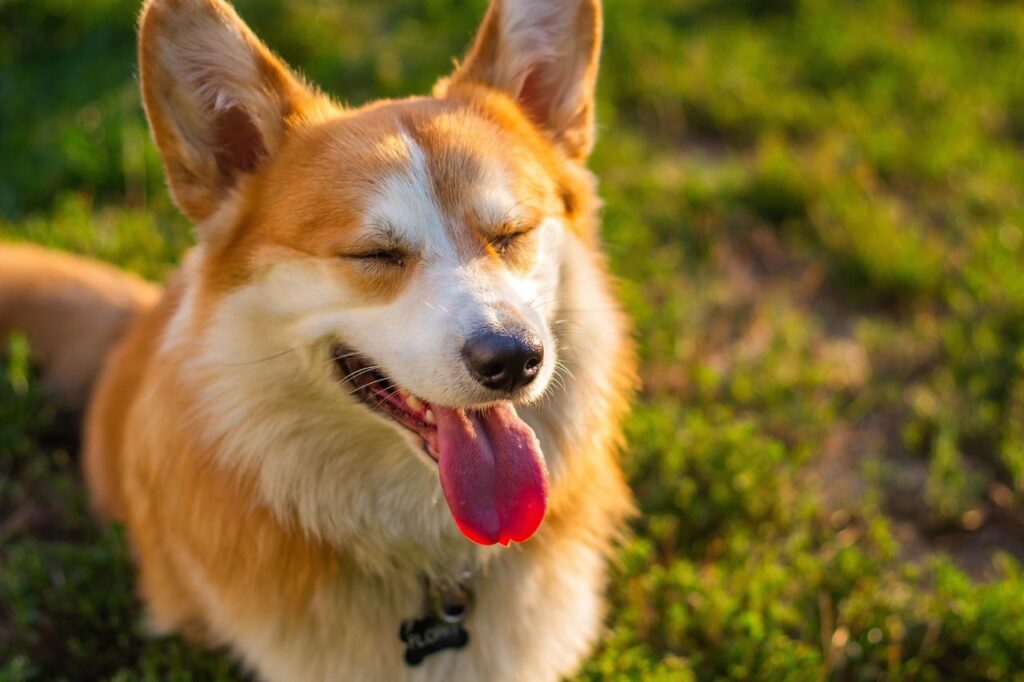 partir en excursion avec son chien