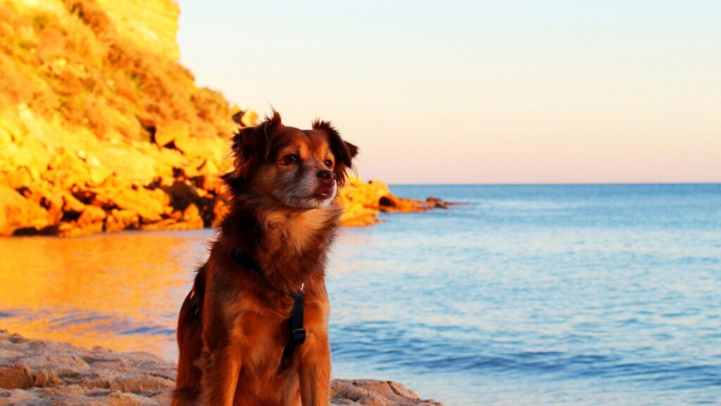 Voyager au Portugal avec son chien : les conseils indispensables