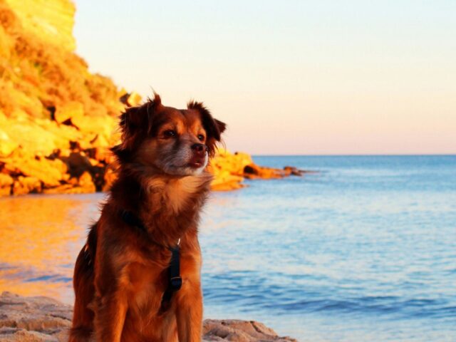 Voyager au Portugal avec son chien : les conseils indispensables