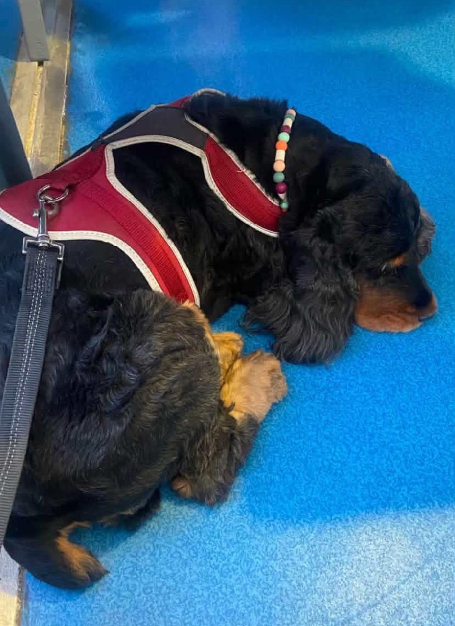 compagnie vendéenne chien accepté