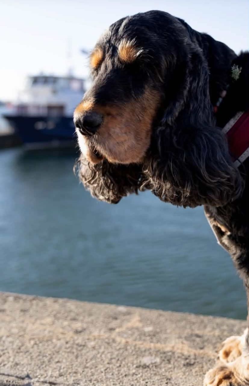 compagnie vendéenne chien autorisé