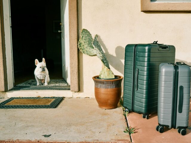 Départ en vacances à la dernière minute : comment faire garder son chien en quelques jours ?
