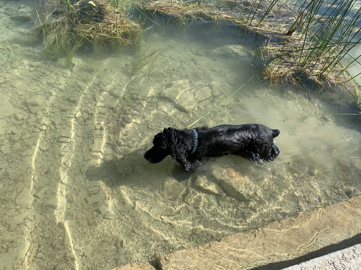 camping les fuvettes accepte chien