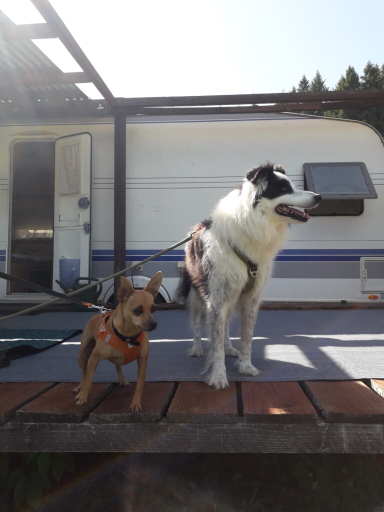 Guillerin Caravan and Glamping chien bienvenu camping vacance en corrèze