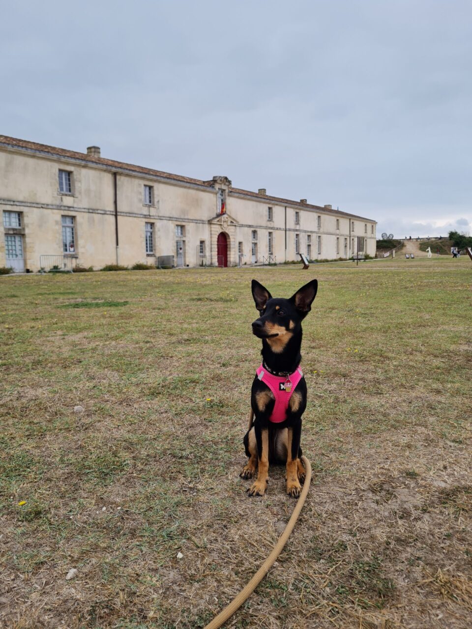 île d'oléron avec un chien