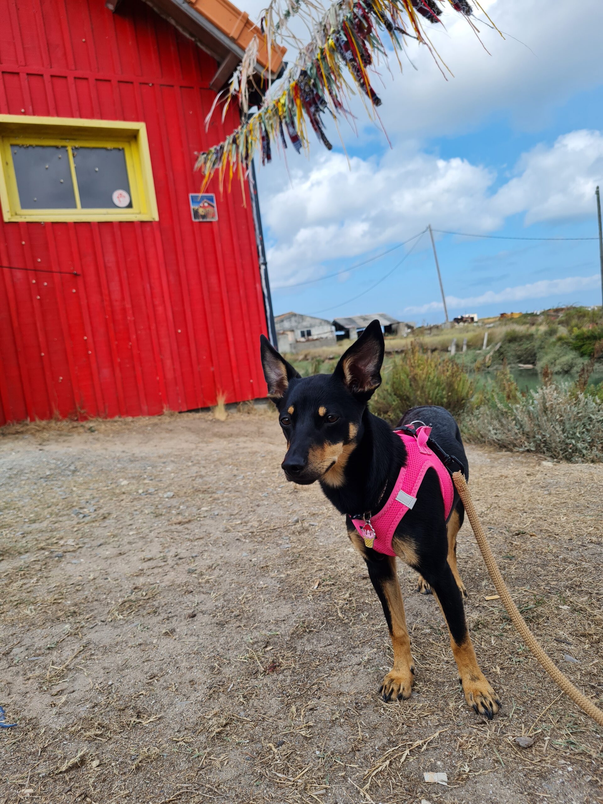 vacance île d'oléron avec un chien
