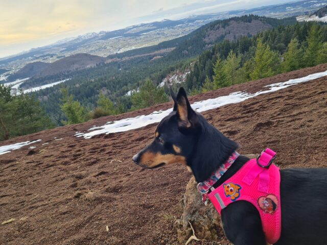 Puy de la Vache et Puy de Lassolas avec chien