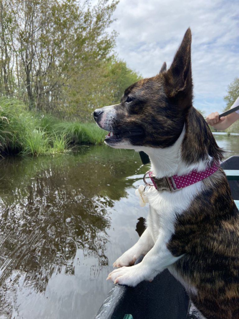 activité à faire avec un chien guérande arche briéronne