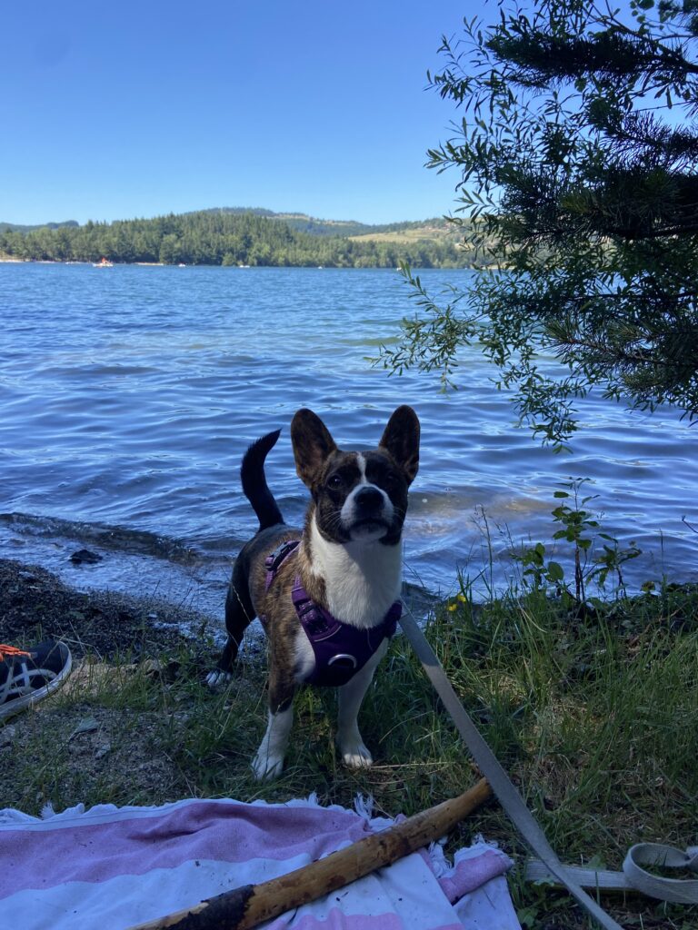 lac d'issarlès ardèche chien autorisé