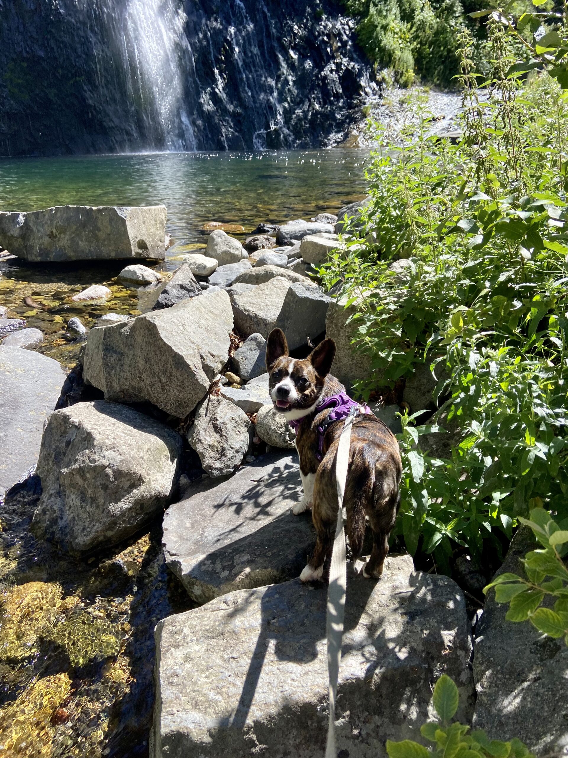 cascade du ray pic balade avec chien ardèche