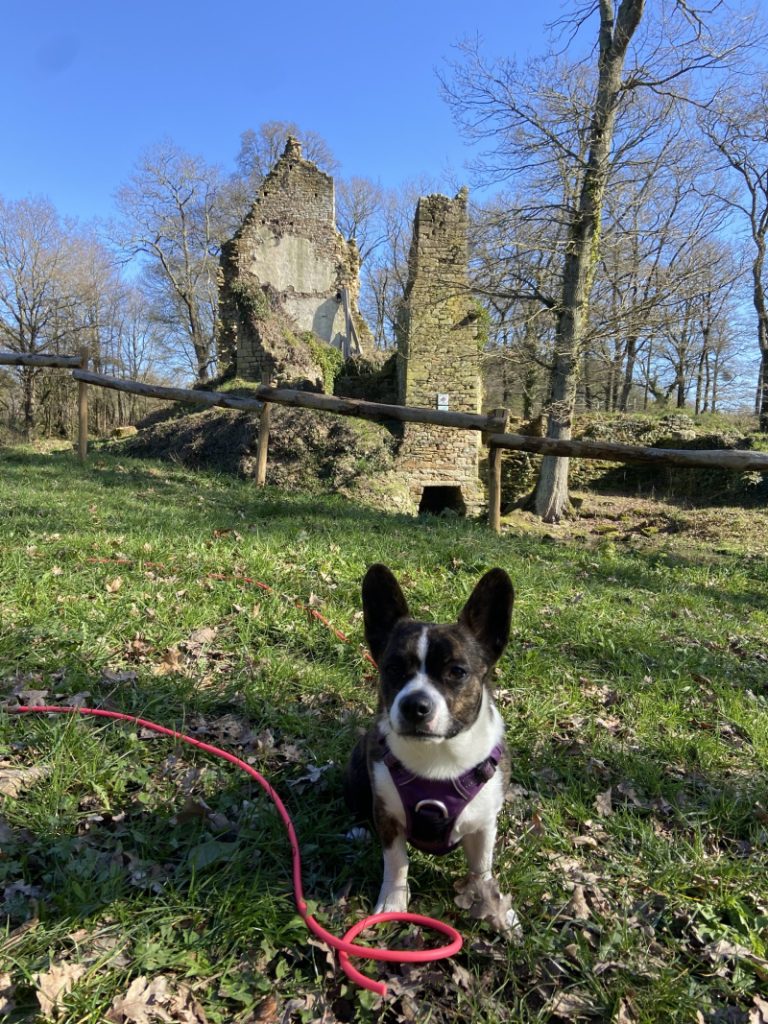 Les ruines du château du Goust balade chien accepté