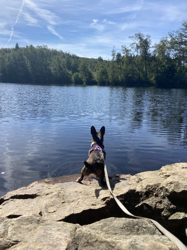 forêt domaniale de saint-sever avec chien