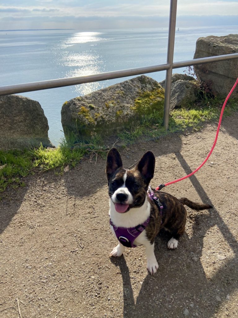 chemins côtiers de saint nazaire avec chien