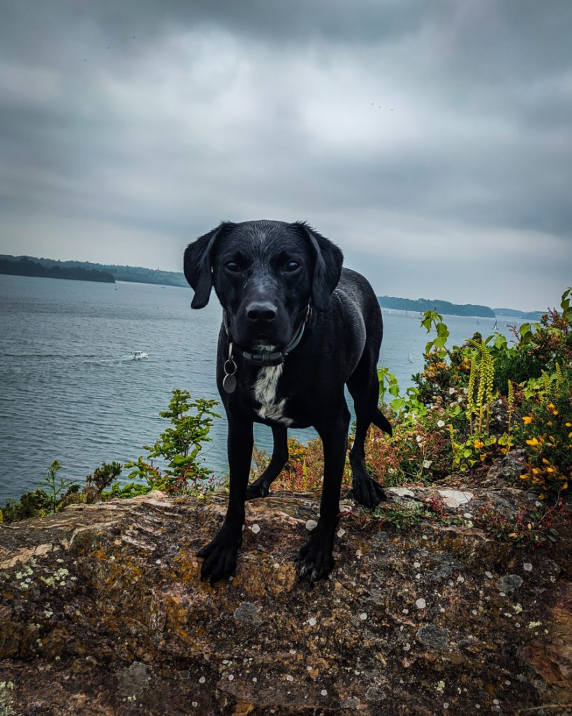 randonnée avec chien bretagne mont garrot