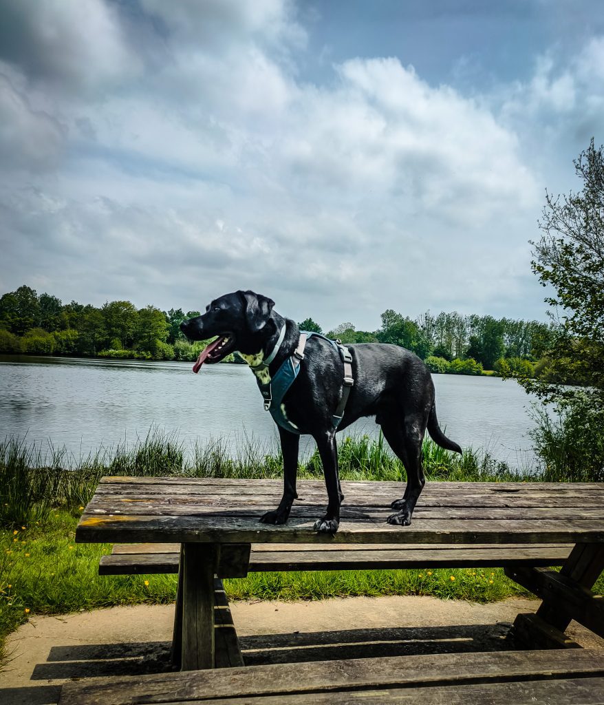 étang du guern chien accepté