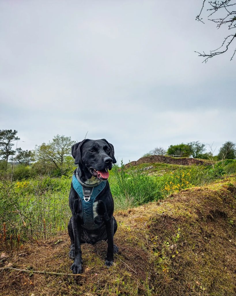 domaine de boutavent chien accepté