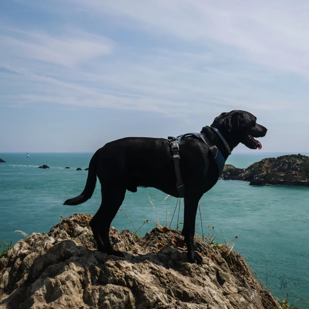 pointe du groin avec chien