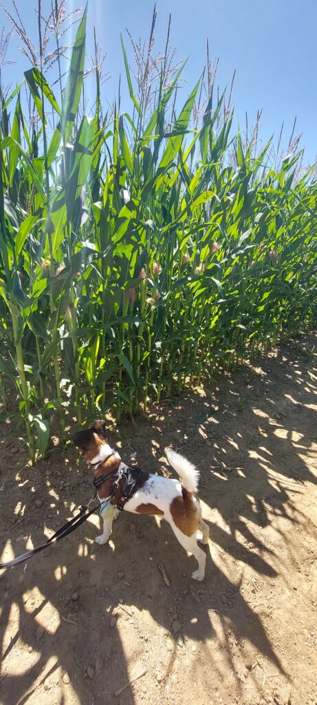 pop corn labyrinthe activité à faire avec un chien région parisienne