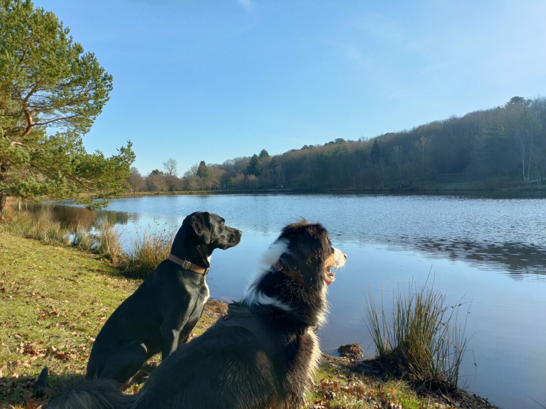 le tombeau de Merlin balade avec chien en bretagne