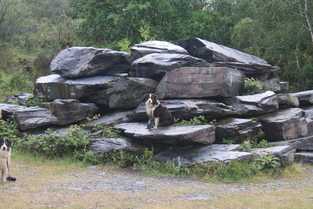 parc des ardoisières chien autorisé